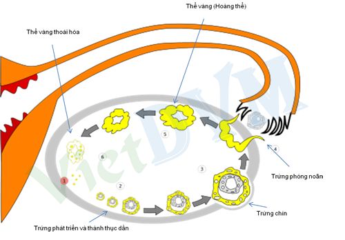 Trứng heo phát triển trong tử cung heo nái Quá trình phát triển của trứng heo trong tử cung heo nái
