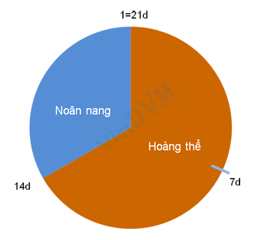 Chu kỳ sinh sản của heo nái được chia làm 2 giai đoạn hoàng thể và noãn thể chu ky sinh san heo nai