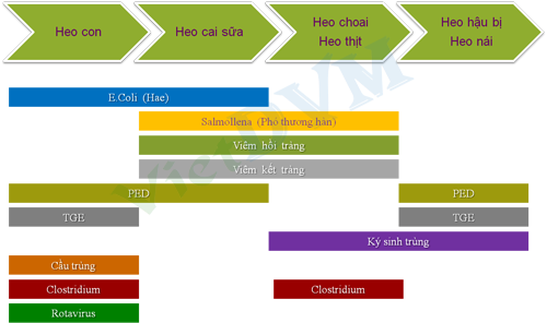 Heo con bị tiêu chảy theo độ tuổi của heo Heo con bị tiêu chảy theo độ tuổi của heo