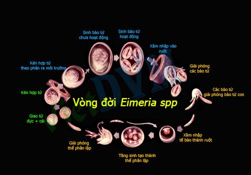 Vòng đời của Eimeria Vòng đời của Eimeria