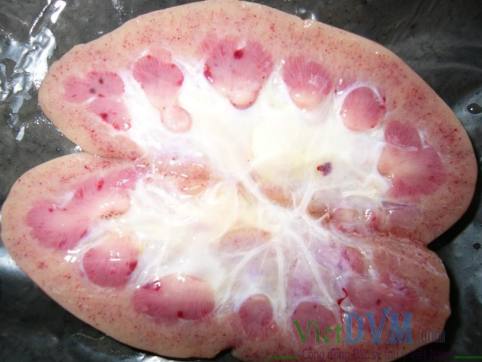 Phần vỏ thận xuất huyết điểm, bể thận sưng Phần vỏ thận xuất huyết điểm, bể thận sưng