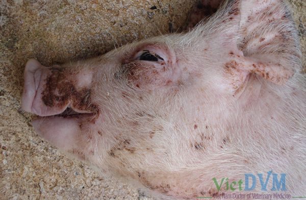 Heo con bị sưng phù mặt và có dử mắt Heo con bị sưng phù mặt và có dử mắt