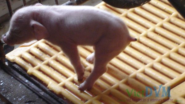 Heo con đẻ ra yếu, chết sớm. Heo con đẻ ra yếu, chết sớm.