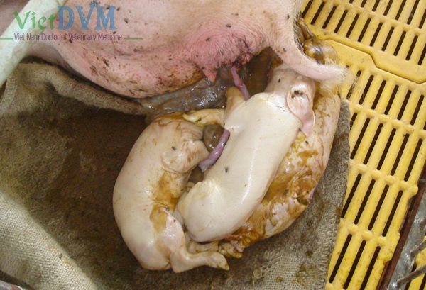 Heo nái sảy thai muộn Heo nái sảy thai muộn