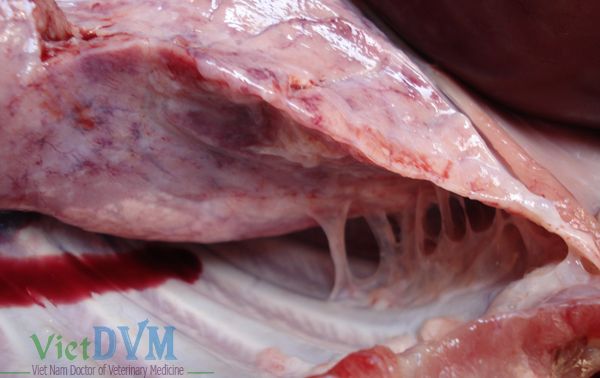 Có hiện tượng viêm phổi dính sườn khi virus PRRS kết hợp với Hemophilus spp Có hiện tượng viêm phổi dính sườn khi virus PRRS kết hợp với Hemophilus spp