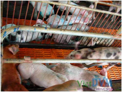 Heo sốt cao, bỏ ăn Heo sốt cao, bỏ ăn