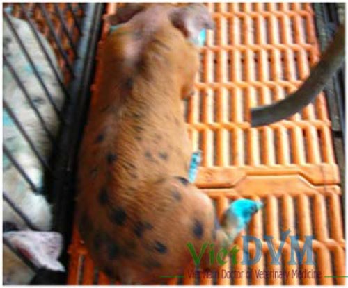 Đi lại khó khăn Đi lại khó khăn