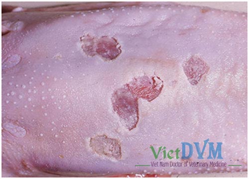 Lở loét miệng trong bệnh lở mồm long móng Lở loét miệng trong bệnh lở mồm long móng