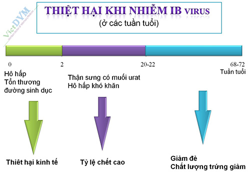 IB-thiet-hai