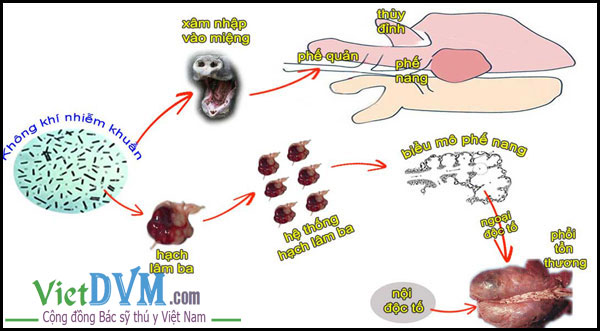 Ảnh cơ chế gây bệnh viêm phổi dính sườn APP Ảnh cơ chế gây bệnh viêm phổi dính sườn APP