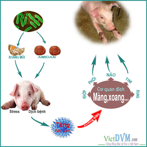 Cơ chế sinh bệnh của vi khuẩn Haemophilus parasuis Cơ chế sinh bệnh của vi khuẩn Haemophilus parasuis