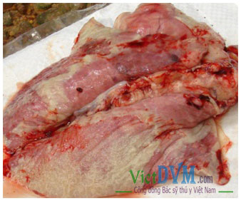 Phổi viêm có fibrin bám dính trên mặt lưng Phổi viêm có fibrin bám dính trên mặt lưng