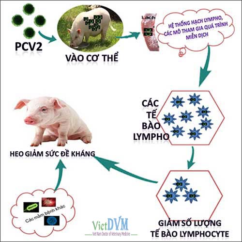Cơ chế gây bệnh Circo trên heo Cơ chế gây bệnh Circo trên heo