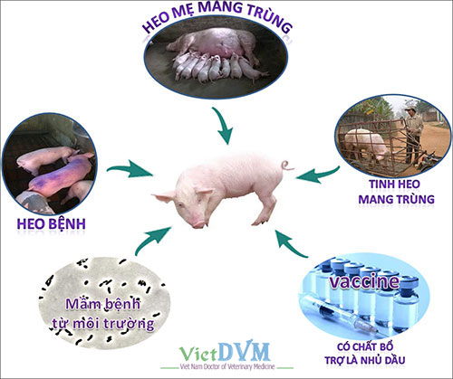 Cơ chế xâm nhập của virus gây bệnh Circo trên heo Cơ chế xâm nhập của virus gây bệnh Circo trên heo