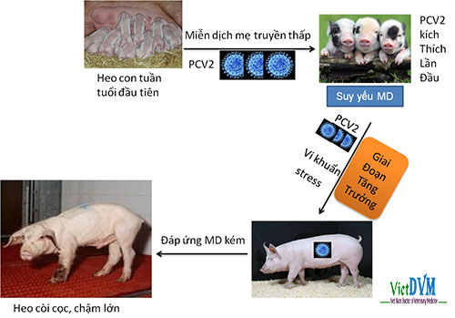 Cơ chế gây bệnh Cơ chế gây bệnh