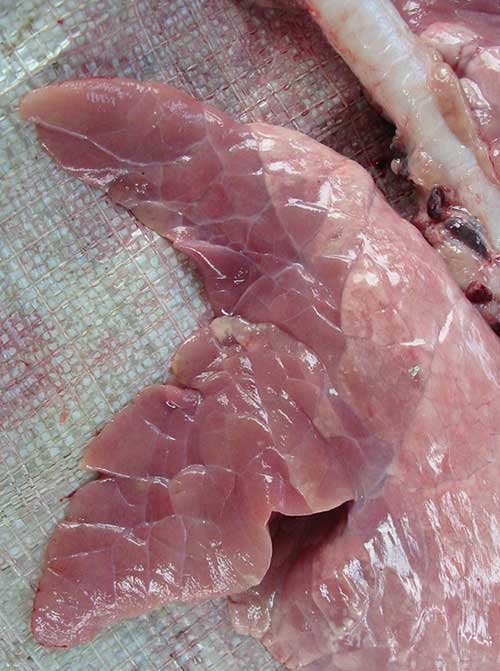 Rìa phổi bị nhục hóa Rìa phổi bị nhục hóa