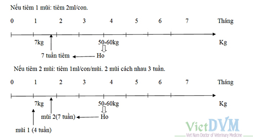 Cách tính thời gian tiêm phòng cho heo Cách tính thời gian tiêm phòng cho heo