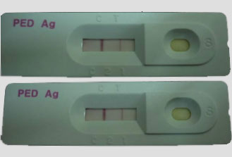Ảnh: Bộ test kit thử bệnh tiêu chảy cấp PED Ảnh: Bộ test kit thử bệnh tiêu chảy cấp PED