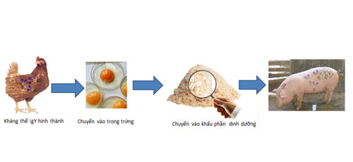 Chiết xuất IgY từ lòng đỏ trứng gà Chiết xuất IgY từ lòng đỏ trứng gà