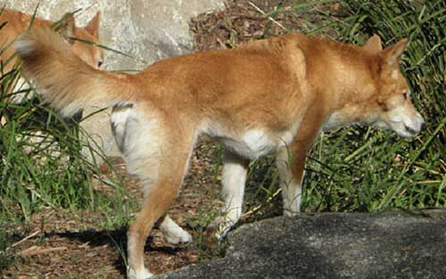 Giống chó Dingo Đông Dương Giống chó Dingo Đông Dương