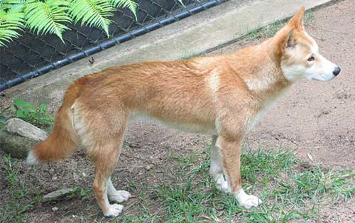 Nguồn gốc của giống chó Dingo Đông Dương Nguồn gốc của giống chó Dingo Đông Dương