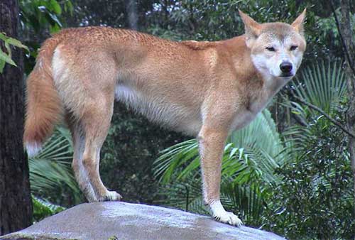 Giống chó Dingo Đông Dương một trong tứ đại danh khuyển của Việt Nam Giống chó Dingo Đông Dương một trong tứ đại danh khuyển của Việt Nam