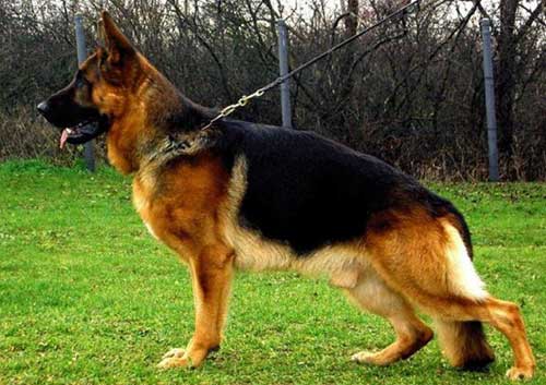 Giống chó Becgie Đức (GSD) được nuôi ở Việt Nam Giống chó Becgie Đức (GSD) được nuôi ở Việt Nam