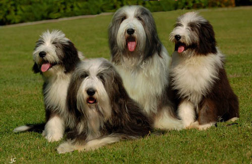 Giống chó Bearded Collie Giống chó Bearded Collie