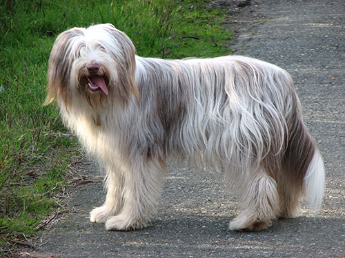 Giống chó lông dài Bearded Collie Giống chó lông dài Bearded Collie