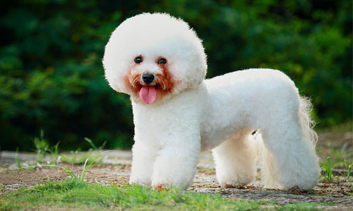 Giống chó Bichon Frise Giống chó Bichon Frise