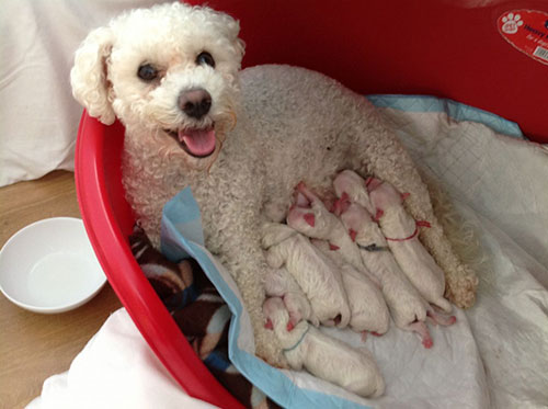 Giống chó Bichon Frise Giống chó Bichon Frise