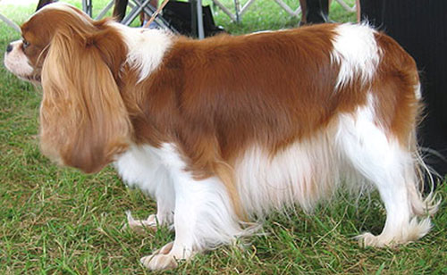 Giống chó Cavalier-King Charles Spaniels rất quý phái Giống chó Cavalier-King Charles Spaniels rất quý phái