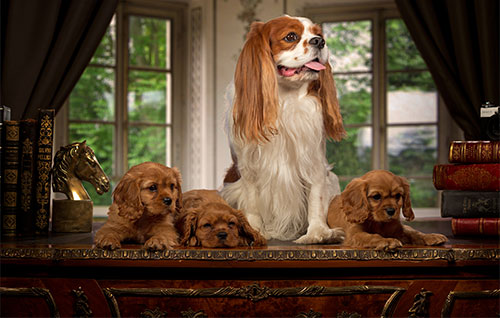 Giống chó Cavalier King Charles Spaniels Giống chó Cavalier King Charles Spaniels
