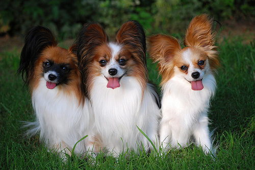 Giống chó Papillon Giống chó Papillon