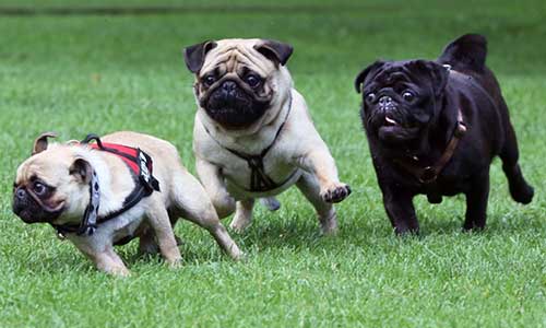 Giống chó Pug - giống chó có ngoại hình đặc biệt Giống chó Pug - giống chó có ngoại hình đặc biệt