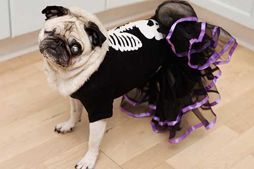 Giống chó Pug - giống chó các bộ mặt đặc biệt Giống chó Pug - giống chó các bộ mặt đặc biệt