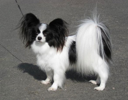 Giống chó Papillon có đôi tai như cánh bướm Giống chó Papillon có đôi tai như cánh bướm