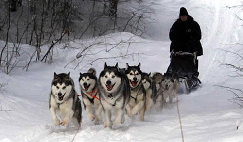 Giống chó Alaskan Malamute Giống chó Alaskan Malamute