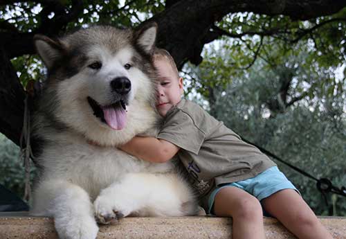 Giống chó Alaskan Malamute rất thân thiện với trẻ nhỏ Giống chó Alaskan Malamute rất thân thiện với trẻ nhỏ