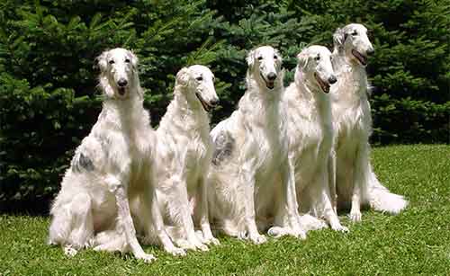 Borzoi ban đầu là một thợ săn lão luyện trong những địa hình trống trải Borzoi ban đầu là một thợ săn lão luyện trong những địa hình trống trải