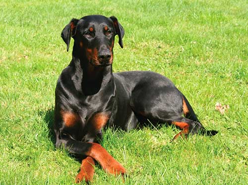 Giống chó Doberman Giống chó Doberman