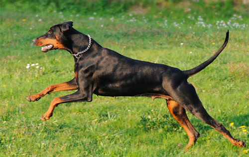 Giống chó Doberman có một ngoại hình mạnh mẽ Giống chó Doberman có một ngoại hình mạnh mẽ