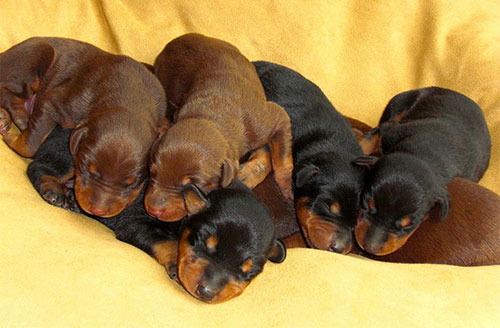 Những chú Doberman con Những chú Doberman con