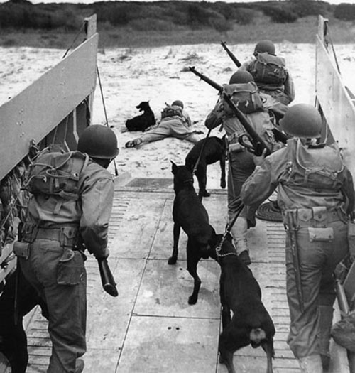 Những chú Doberman trong chiến tranh Những chú Doberman trong chiến tranh