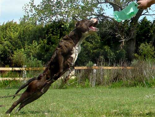 Giống chó Pit Bull Giống chó Pit Bull