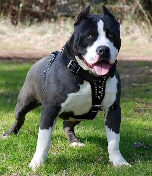 Giống chó Pit Bull có nguồn gốc từ Mỹ Giống chó Pit Bull có nguồn gốc từ Mỹ
