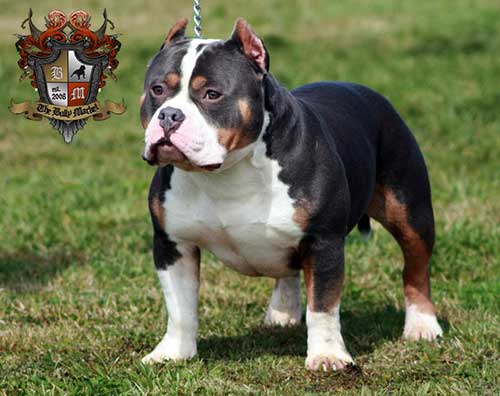Pit Bull có thể có nguồn gốc từ đầu thế kỷ 19 Pit Bull có thể có nguồn gốc từ đầu thế kỷ 19