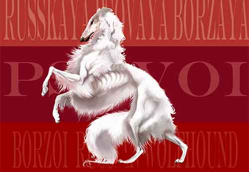 Giống chó Borzoi - giống chó săn nổi tiếng Giống chó Borzoi - giống chó săn nổi tiếng
