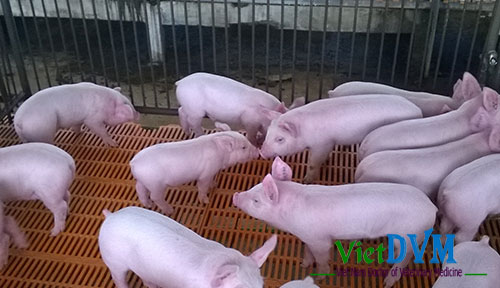 Heo con cai sữa thường là đối tượng phát tán mầm bệnh cúm heo Heo con cai sữa thường là đối tượng phát tán mầm bệnh cúm heo