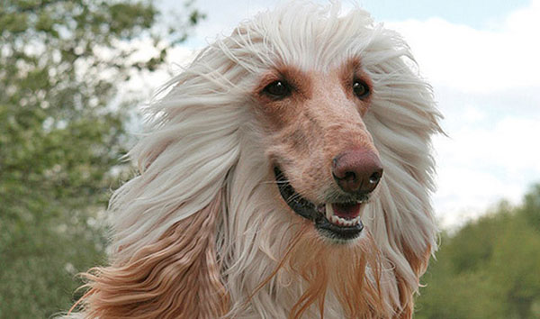 Giống chó Afghan Hound Giống chó Afghan Hound